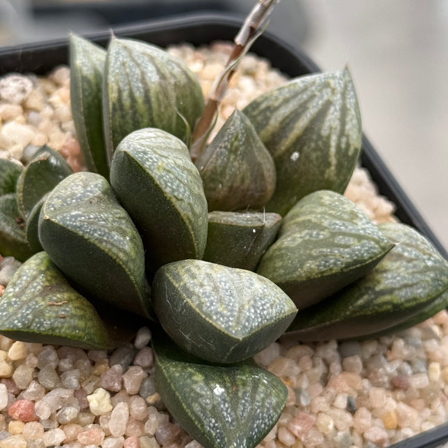Haworthia ‘AR-1 Comman’