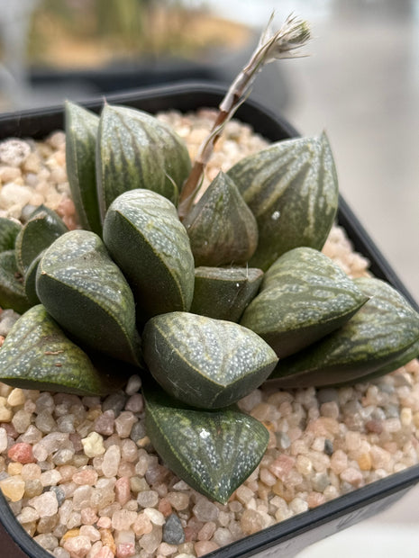 Haworthia ‘AR-1 Comman’