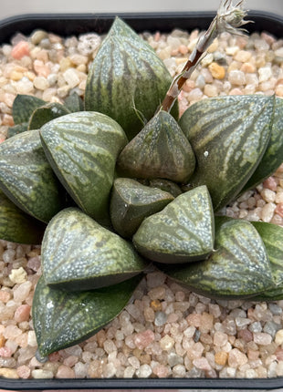 Haworthia ‘AR-1 Comman’