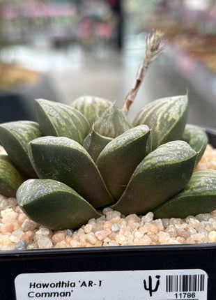 Haworthia ‘AR-1 Comman’