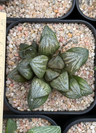Haworthia ‘AR-1 Comman’