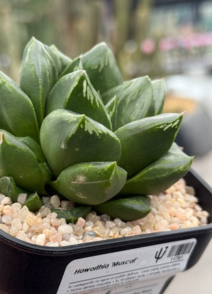 Haworthia ‘Purple Queen’