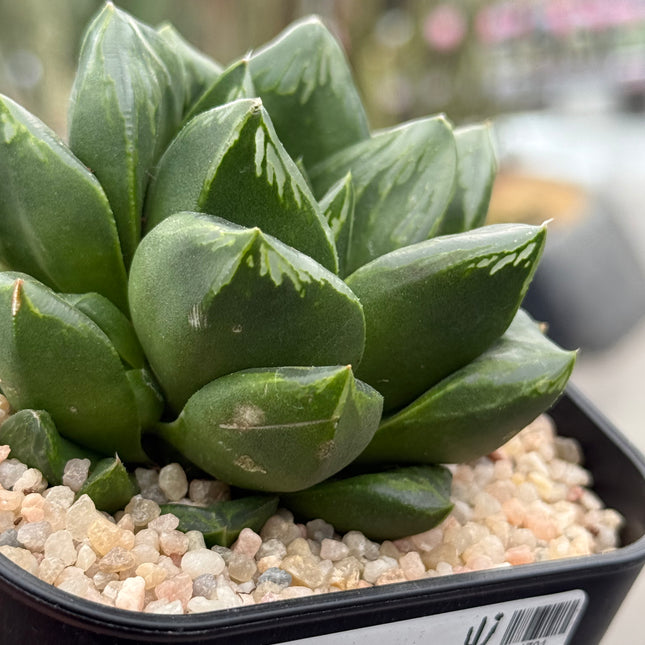 Haworthia ‘Muscal’