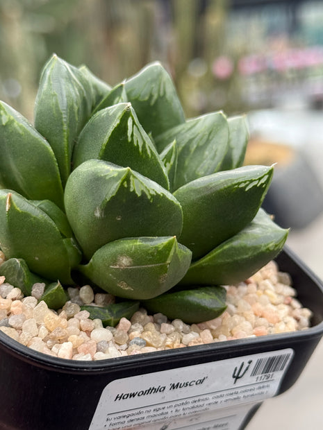 Haworthia ‘Muscal’