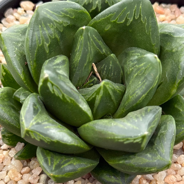 Haworthia ‘Muscal’
