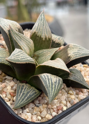 Haworthia ‘Purple Queen’