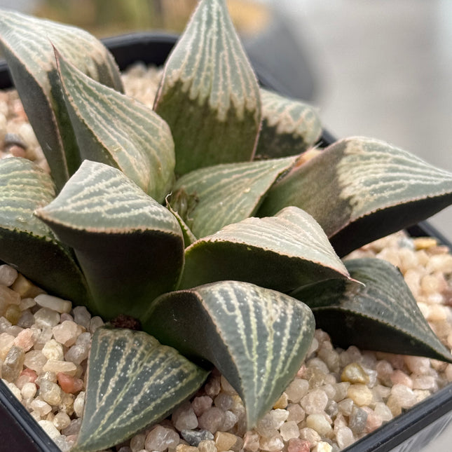 Haworthia ‘Purple Queen’
