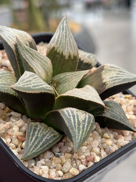 Haworthia ‘Purple Queen’