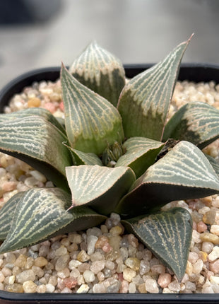 Haworthia ‘Purple Queen’