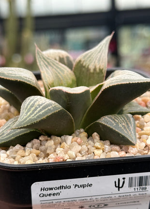 Haworthia ‘Purple Queen’