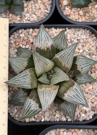 Haworthia ‘Purple Queen’