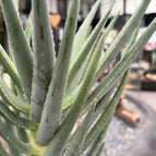 XL