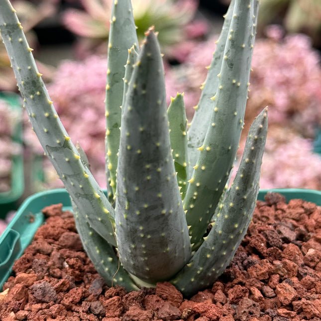 Aloidendron dichotomum