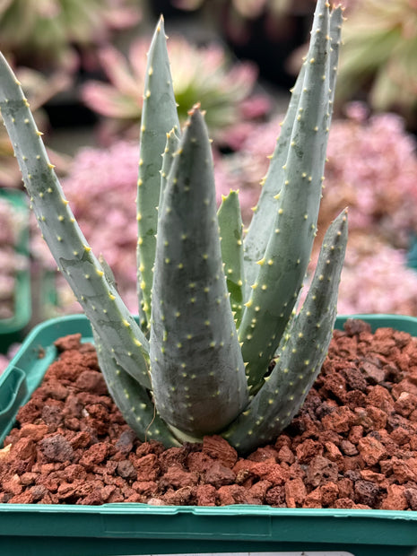 Aloidendron dichotomum