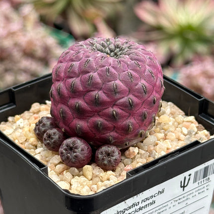 Weingartia rauschii f. violacidermis