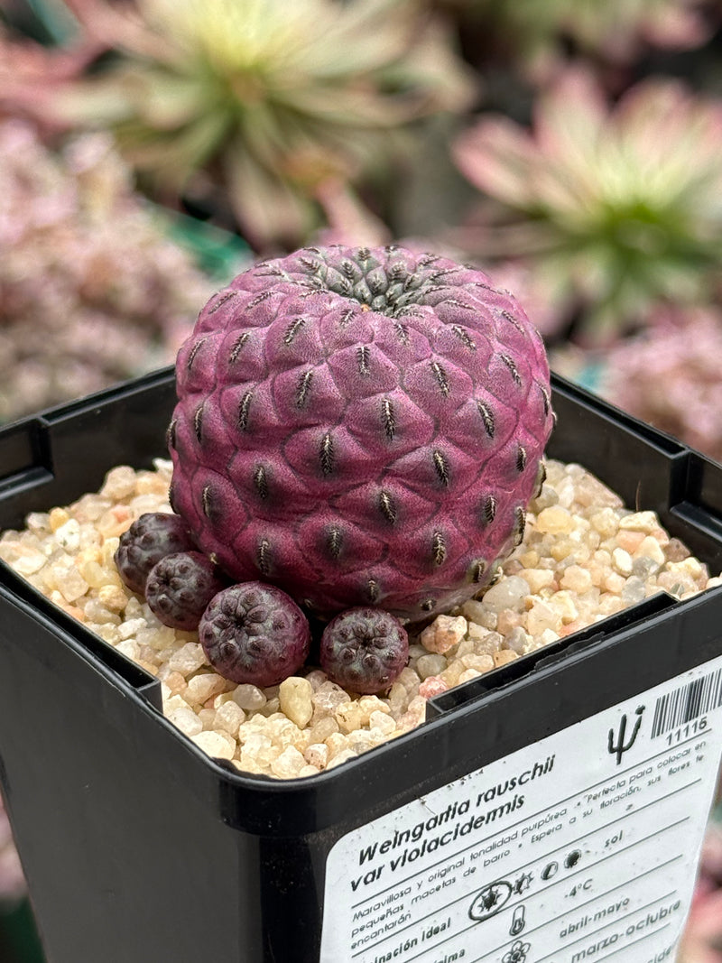 Weingartia rauschii f. violacidermis