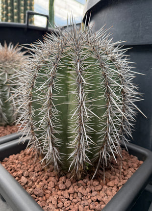 Carnegiea gigantea (saguaro)