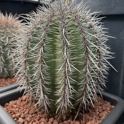Carnegiea gigantea (Saguaro)