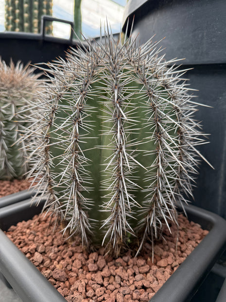 Carnegiea gigantea (Saguaro)