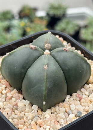 Astrophytum myriostigma 'Quadricostatum' nudum f. strongylogonum