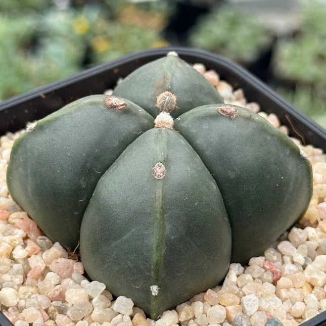 Astrophytum myriostigma 'Quadricostatum' nudum f. strongylogonum