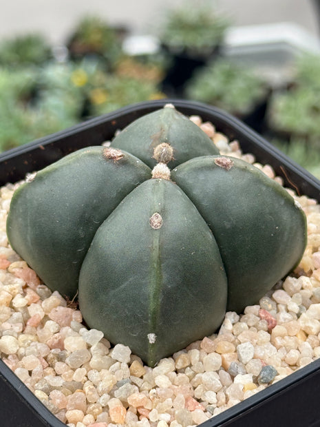 Astrophytum myriostigma 'Quadricostatum' nudum f. strongylogonum