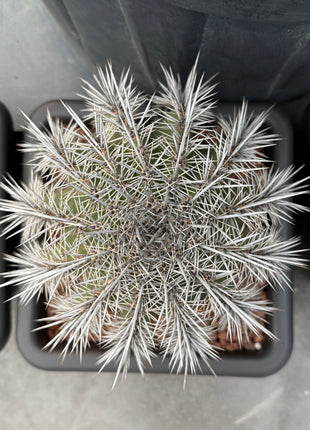 Carnegiea gigantea (saguaro)