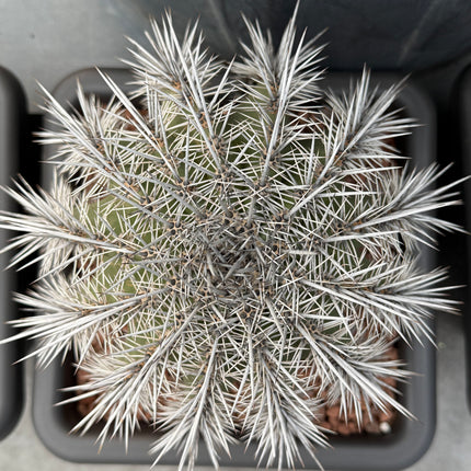 Carnegiea gigantea (Saguaro)