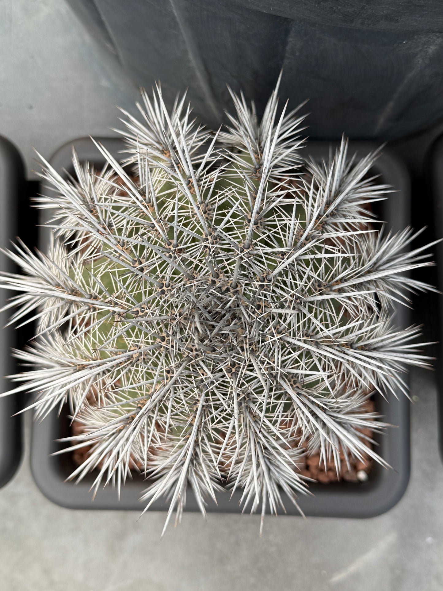 Carnegiea gigantea (saguaro)