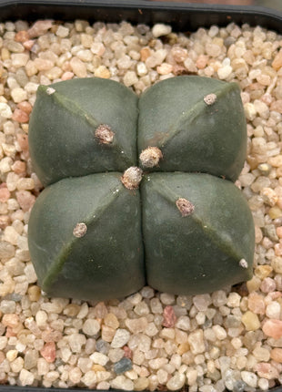 Astrophytum myriostigma 'Quadricostatum' nudum f. strongylogonum