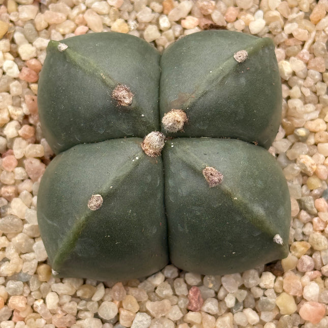 Astrophytum myriostigma 'Quadricostatum' nudum f. strongylogonum