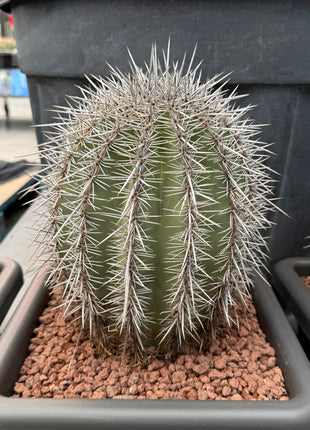 Carnegiea gigantea (saguaro)