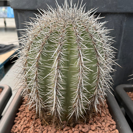 Carnegiea gigantea (Saguaro)