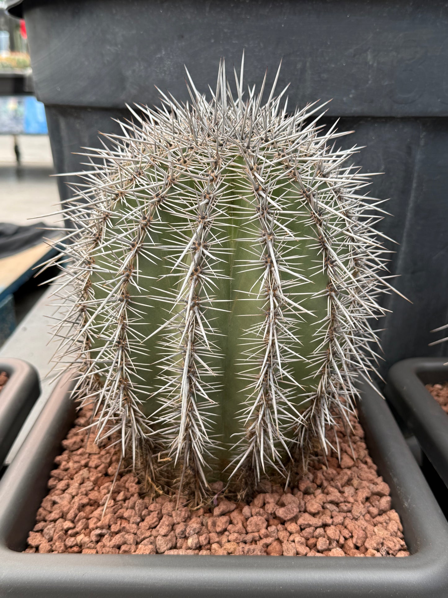 Carnegiea gigantea (saguaro)