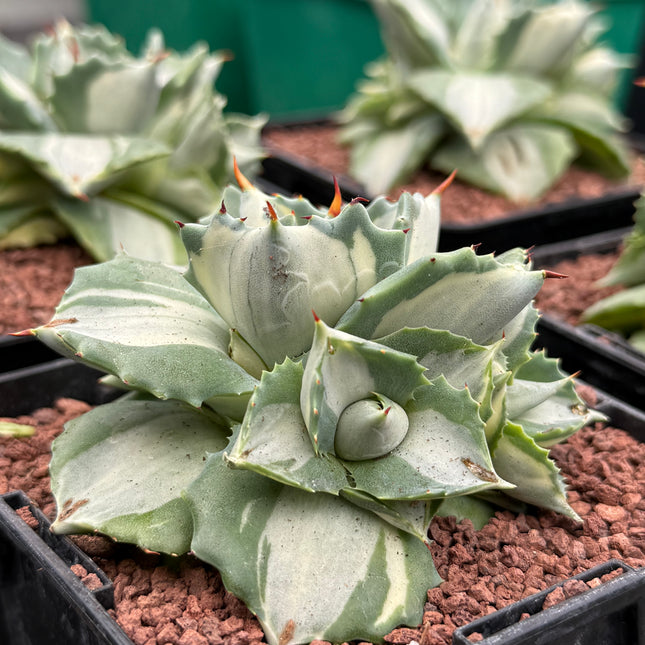 Agave potatorum ‘Ouhi-Rajin’ f. variegata