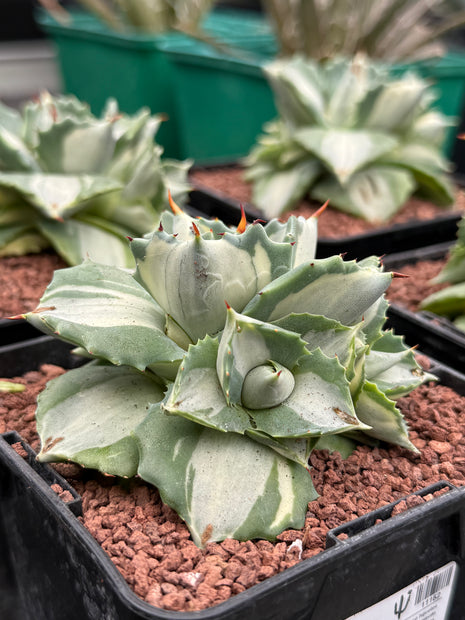 Agave potatorum ‘Ouhi-Rajin’ f. variegata