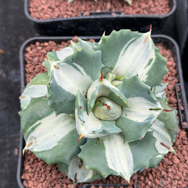 Agave potatorum ‘Ouhi-Rajin’ f. variegata