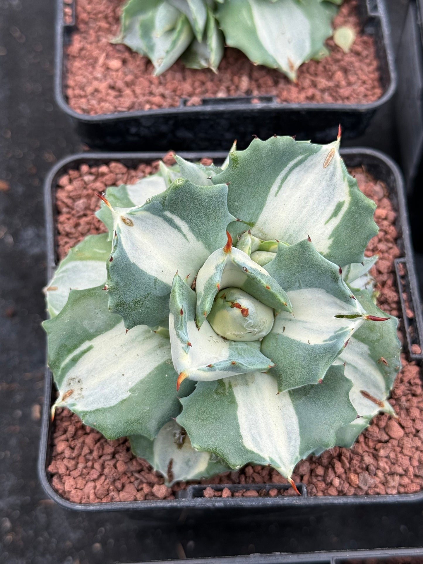 Agave Potatorum 'Ouhi-Rajin' f. variieren