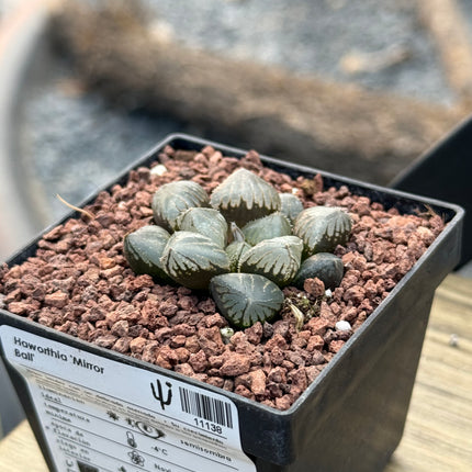 Haworthia 'Mirror Ball'