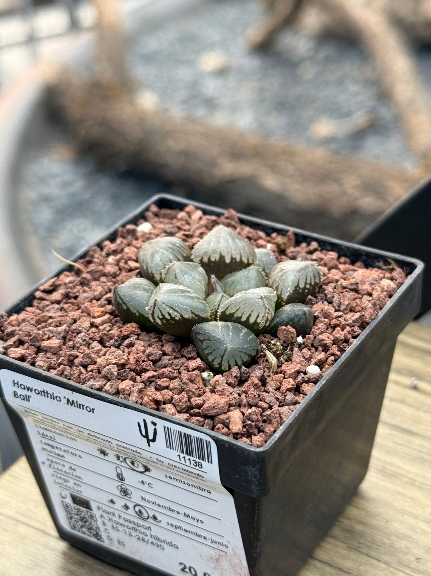 Haworthia ‘Mirror Ball’