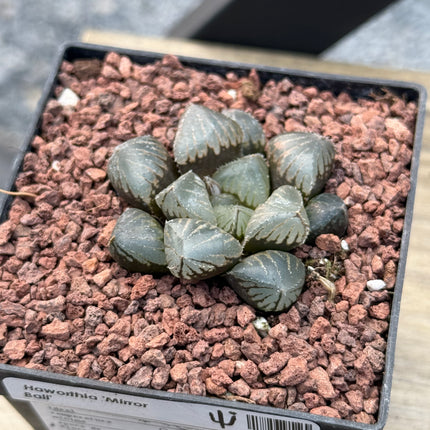 Haworthia 'Mirror Ball'
