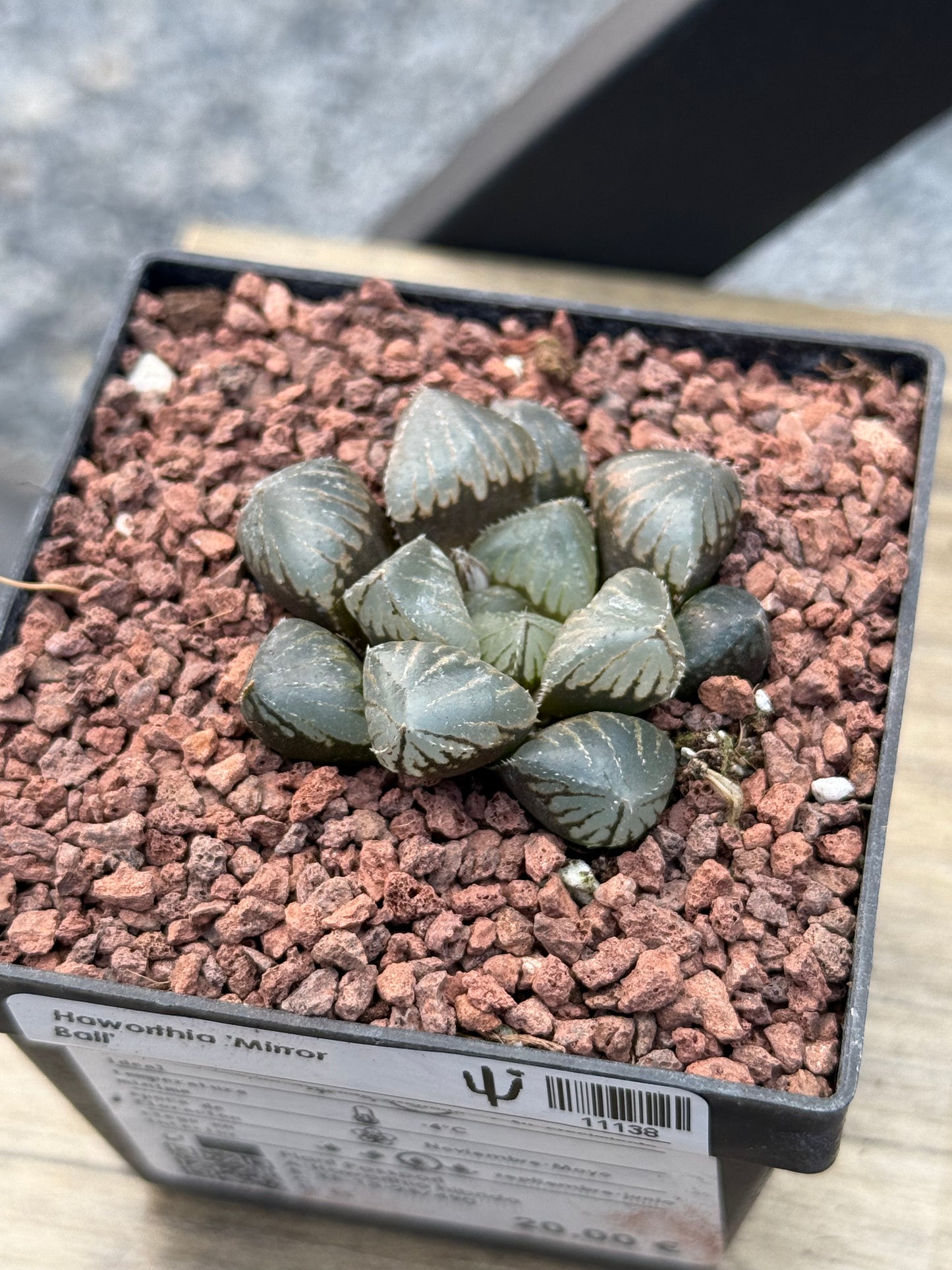 Haworthia ‘Mirror Ball’