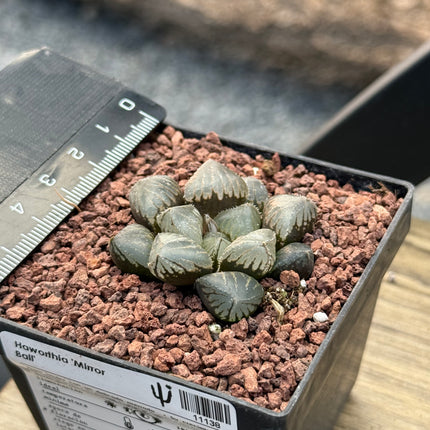 Haworthia 'Mirror Ball'
