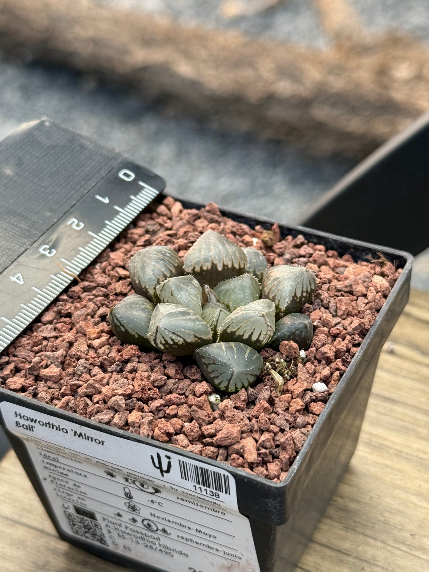 Haworthia ‘Mirror Ball’