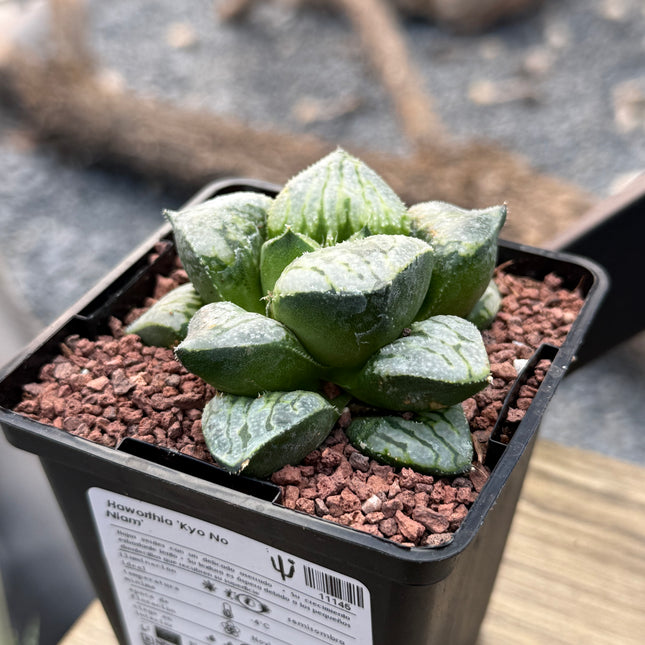 Haworthia ‘Kyo No Niam’