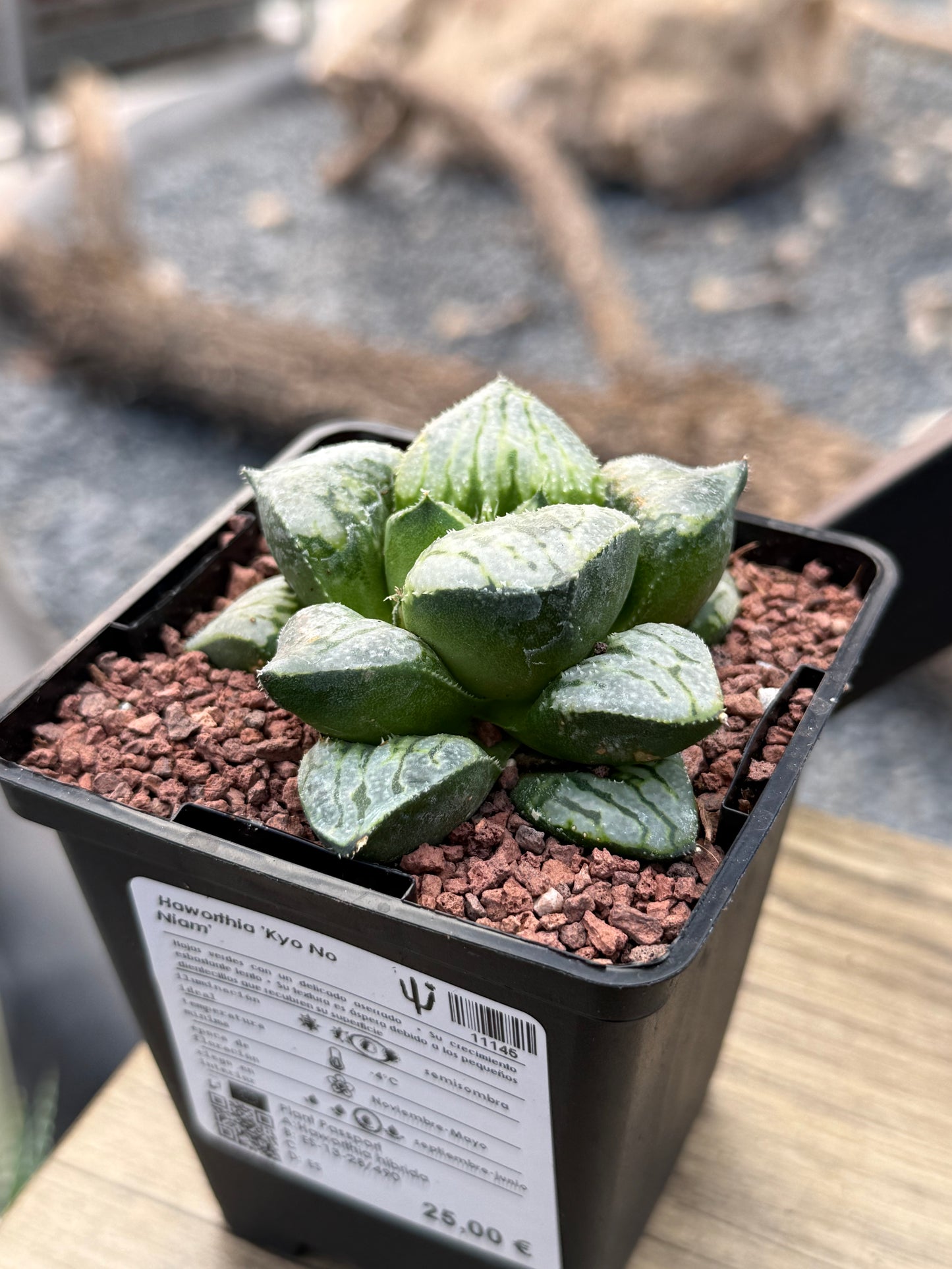 Haworthia ‘Kyo No Niam’