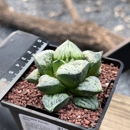 Haworthia ‘Kyo No Niam’