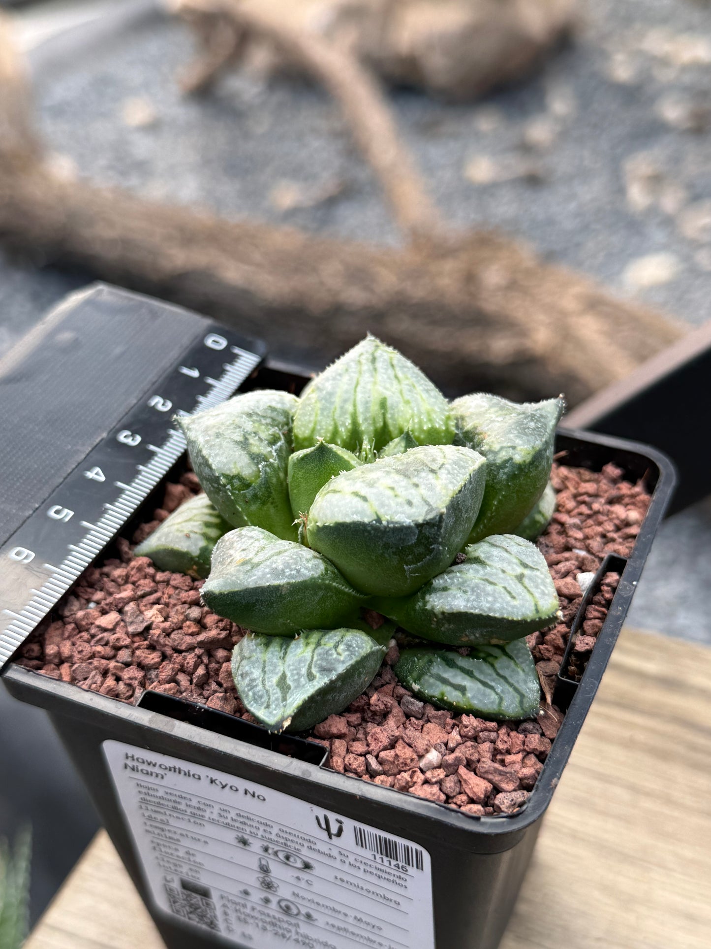 Haworthia ‘Kyo No Niam’