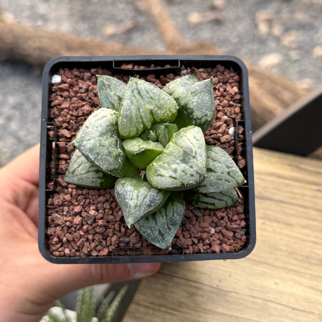 Haworthia ‘Kyo No Niam’