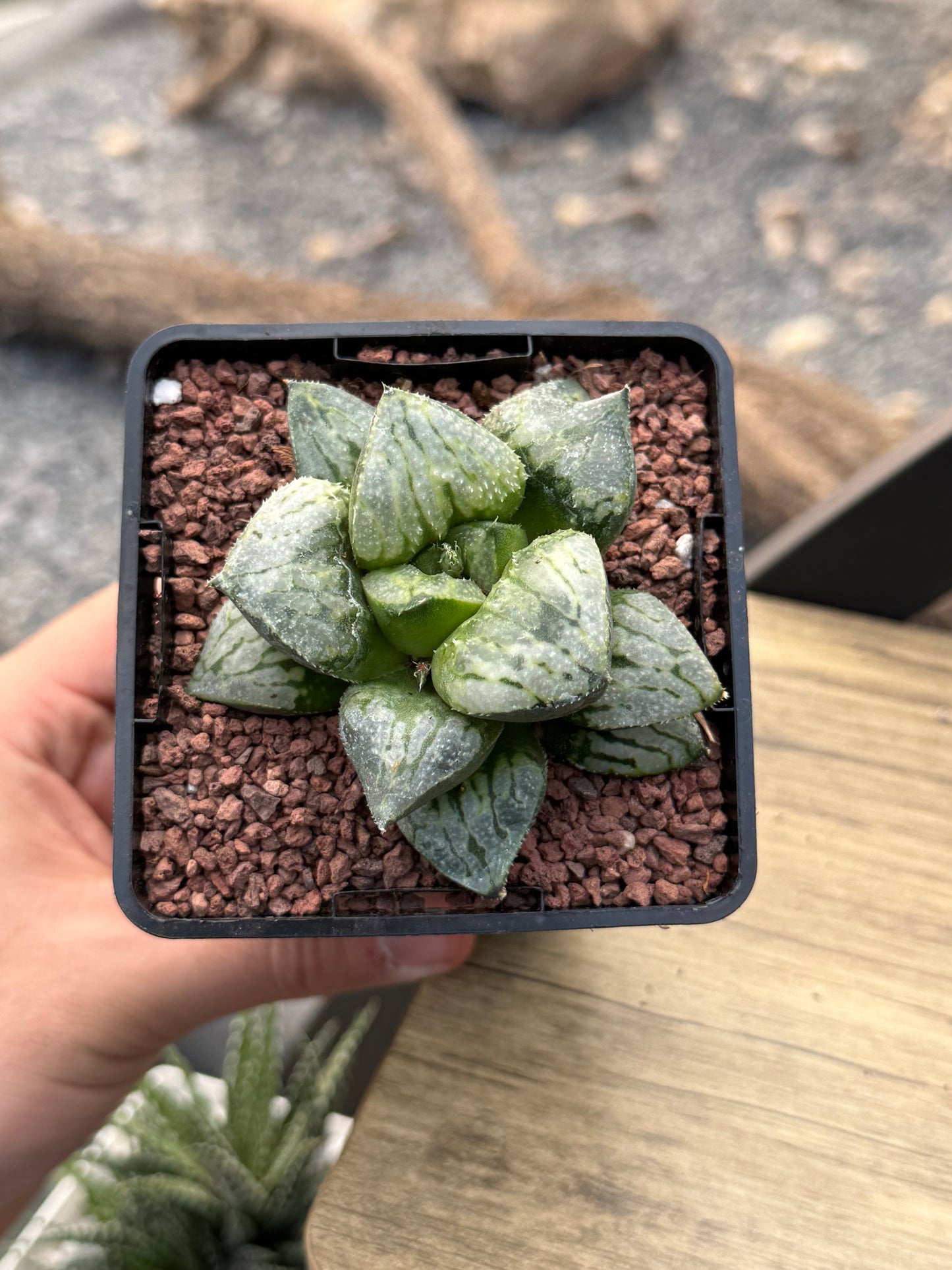 Haworthia ‘Kyo No Niam’